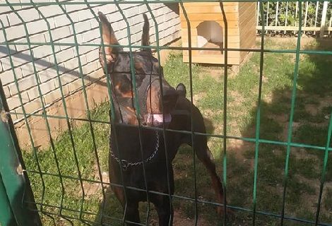 Pansion za kućne ljubimce Daj Šapu